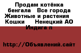 Продам котёнка бенгала - Все города Животные и растения » Кошки   . Ненецкий АО,Индига п.